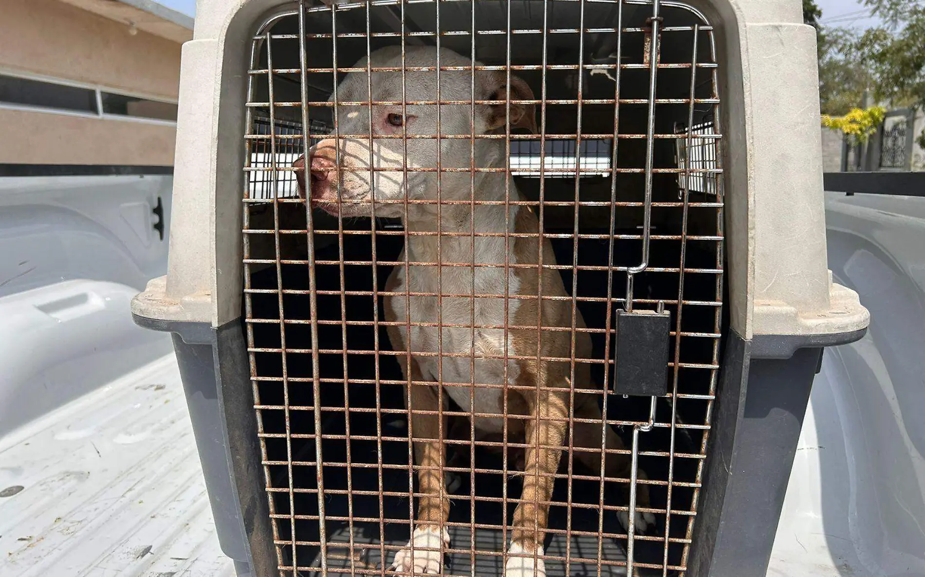  Se rescató a un canino macho que sufría de desnutrición y vivía en condiciones insalubres y de abandono